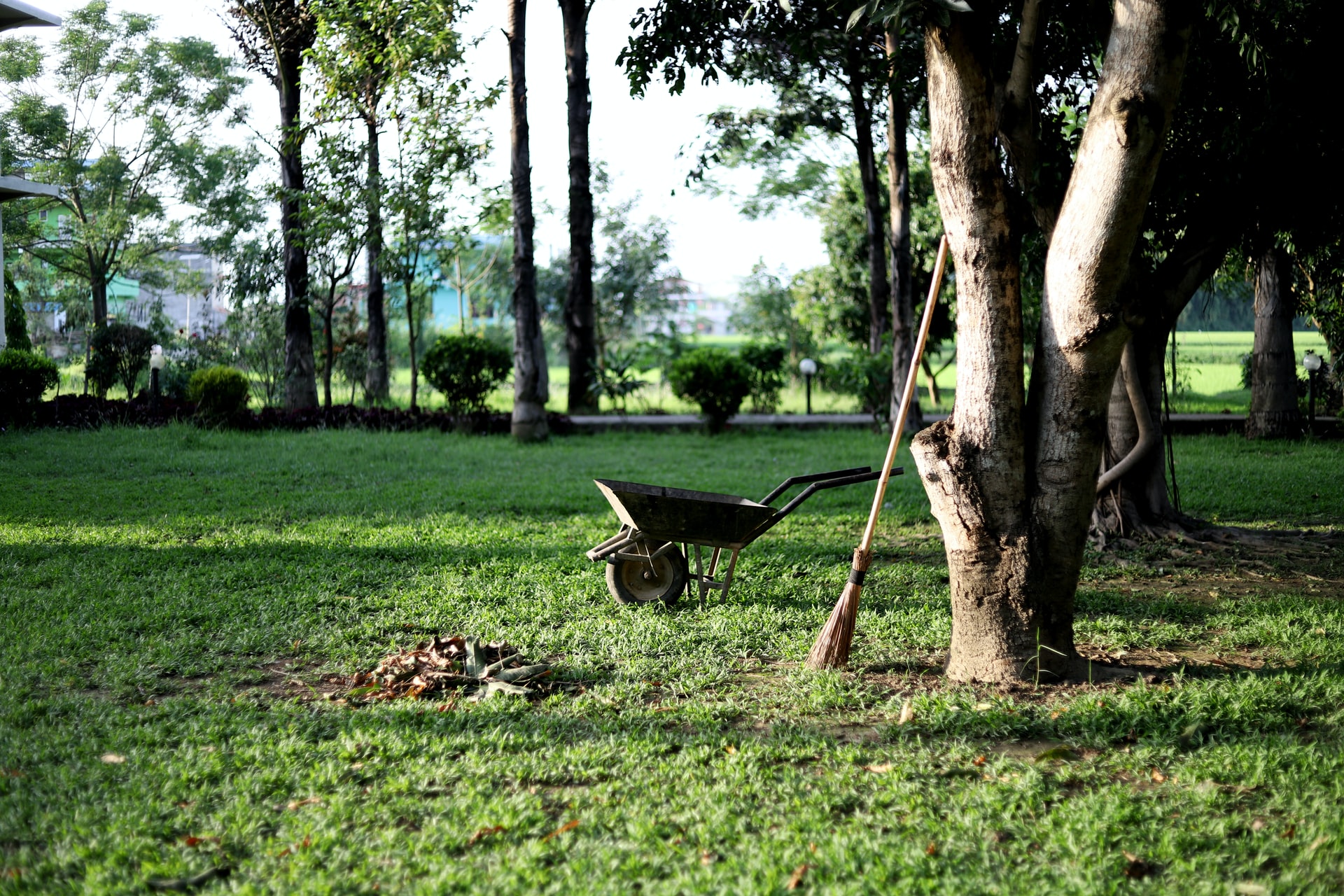 jardin avec brouette et un abre